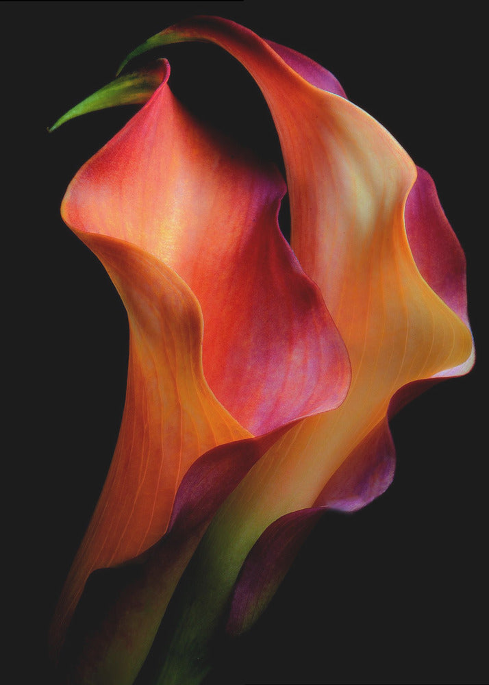 Wall Art Tenderness by Jon Kinney-Canvas Print-DECOROLALA