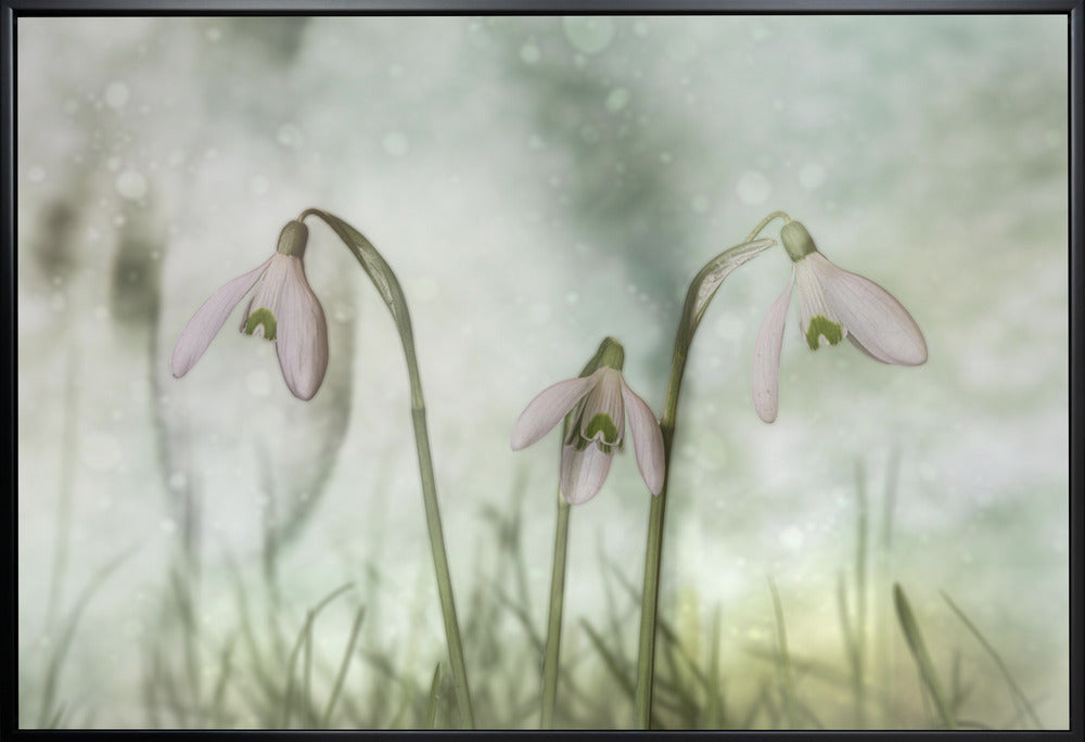 Wall Art Trio 2 by Marie-anne Stas-canvas-DECOROLALA