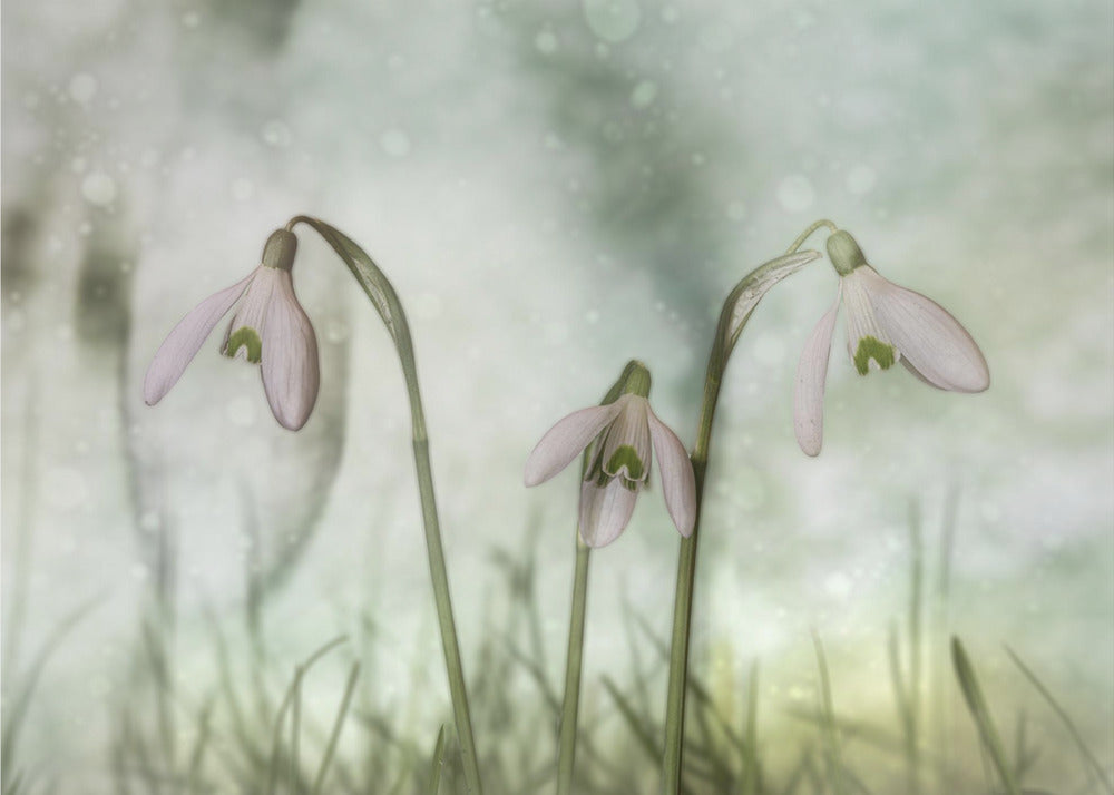 Wall Art Trio 2 by Marie-anne Stas-canvas-DECOROLALA