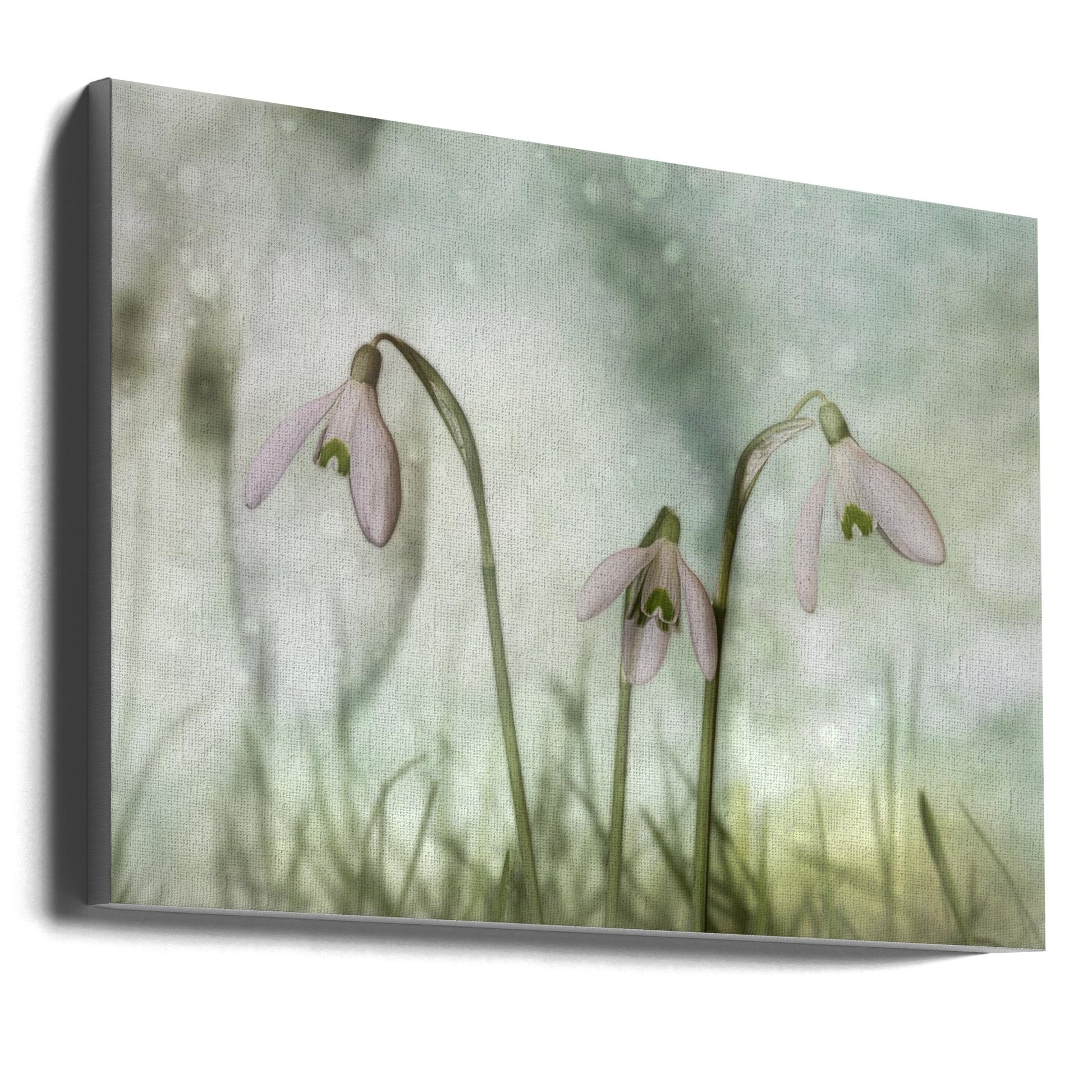 Wall Art Trio 2 by Marie-anne Stas-canvas-DECOROLALA
