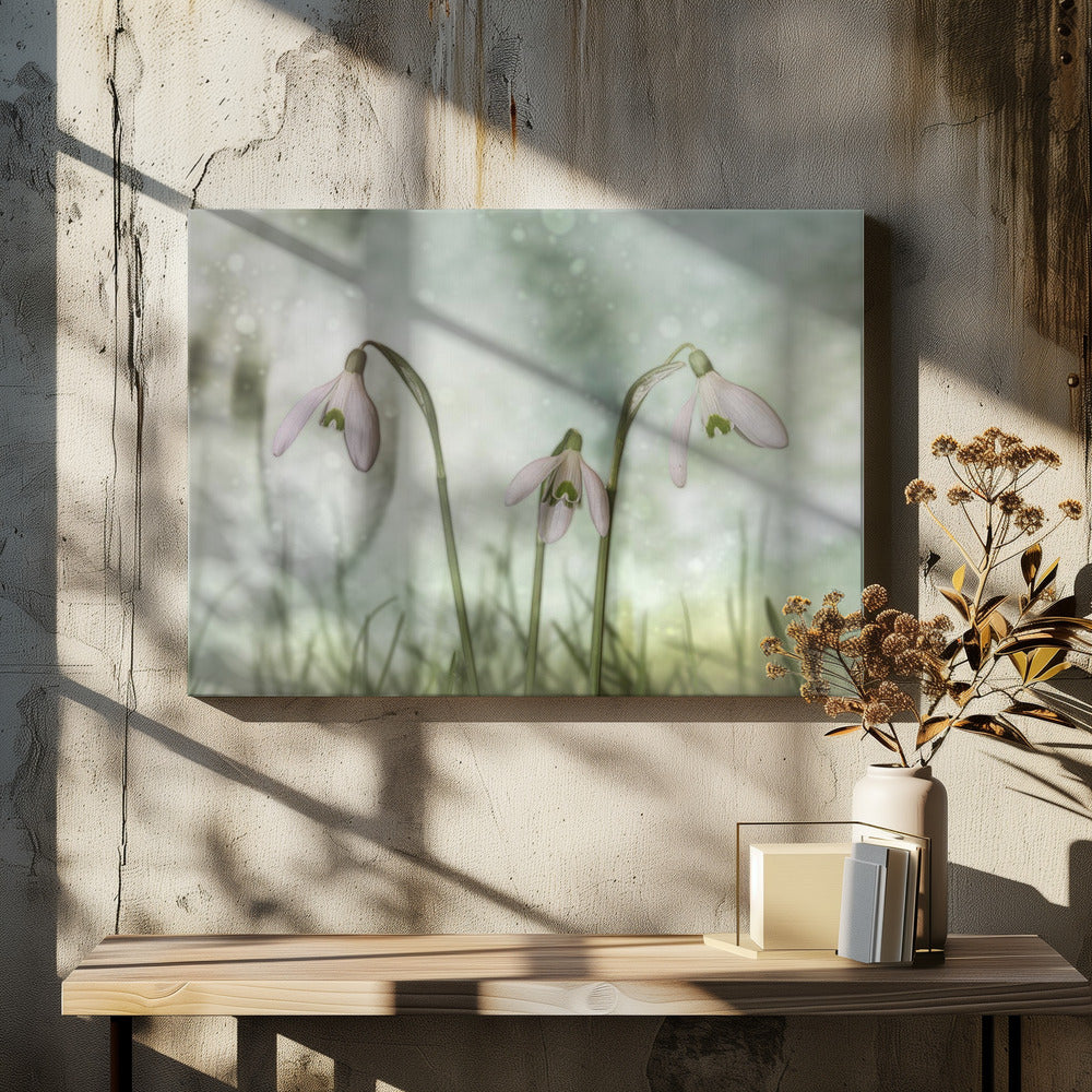 Wall Art Trio 2 by Marie-anne Stas-canvas-DECOROLALA