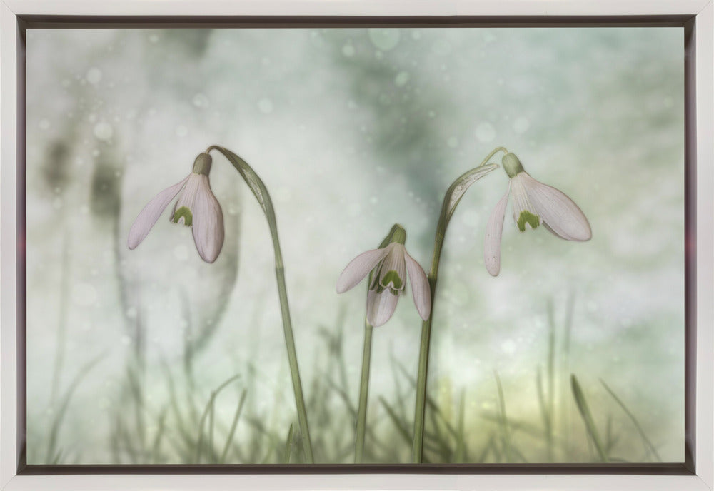 Wall Art Trio 2 by Marie-anne Stas-canvas-DECOROLALA