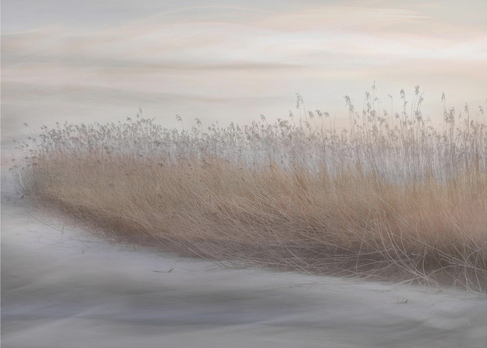 Wall Art Winter Reed by Christina Sillen-Canvas Print-DECOROLALA