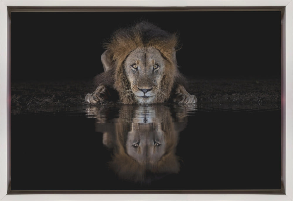 Wall art A Lion at The Night-canvas-DECOROLALA