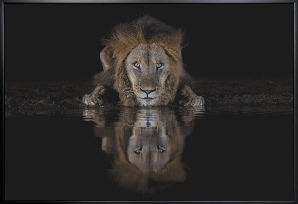 Wall art A Lion at The Night-canvas-DECOROLALA