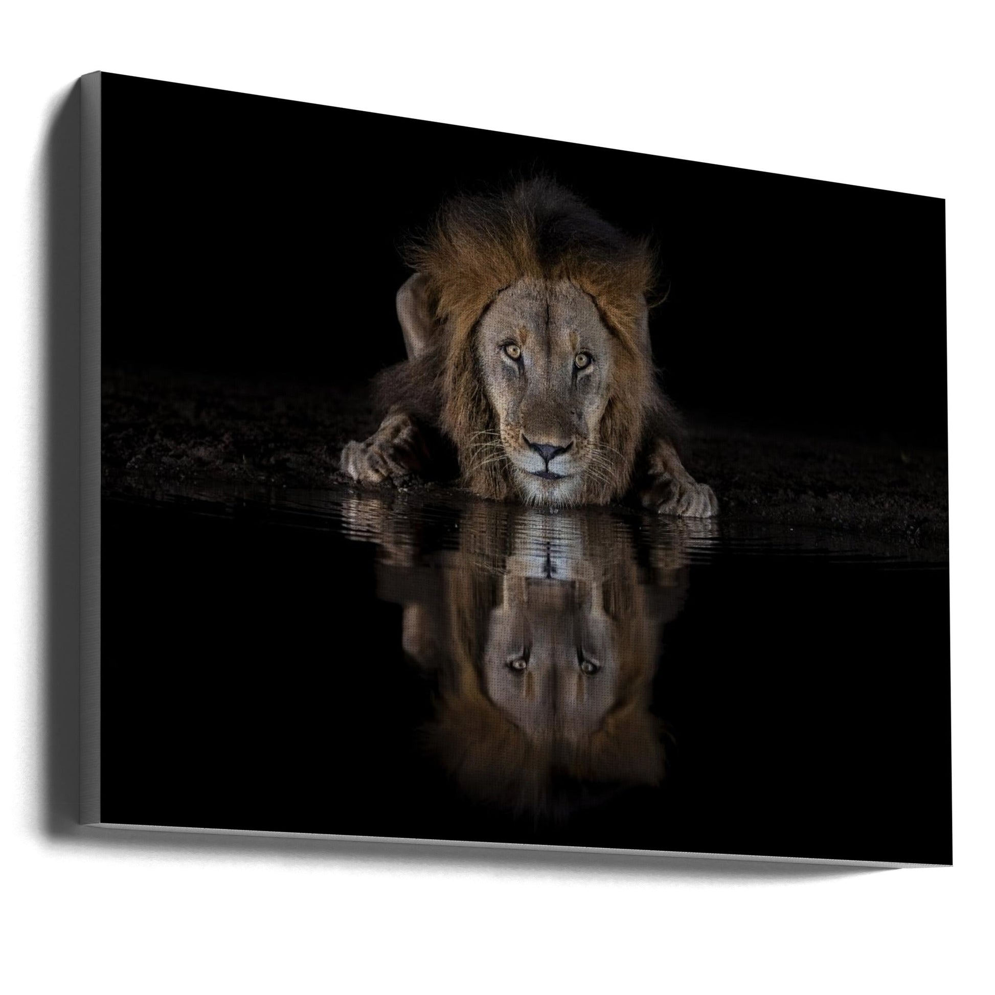 Wall art A Lion at The Night-canvas-DECOROLALA