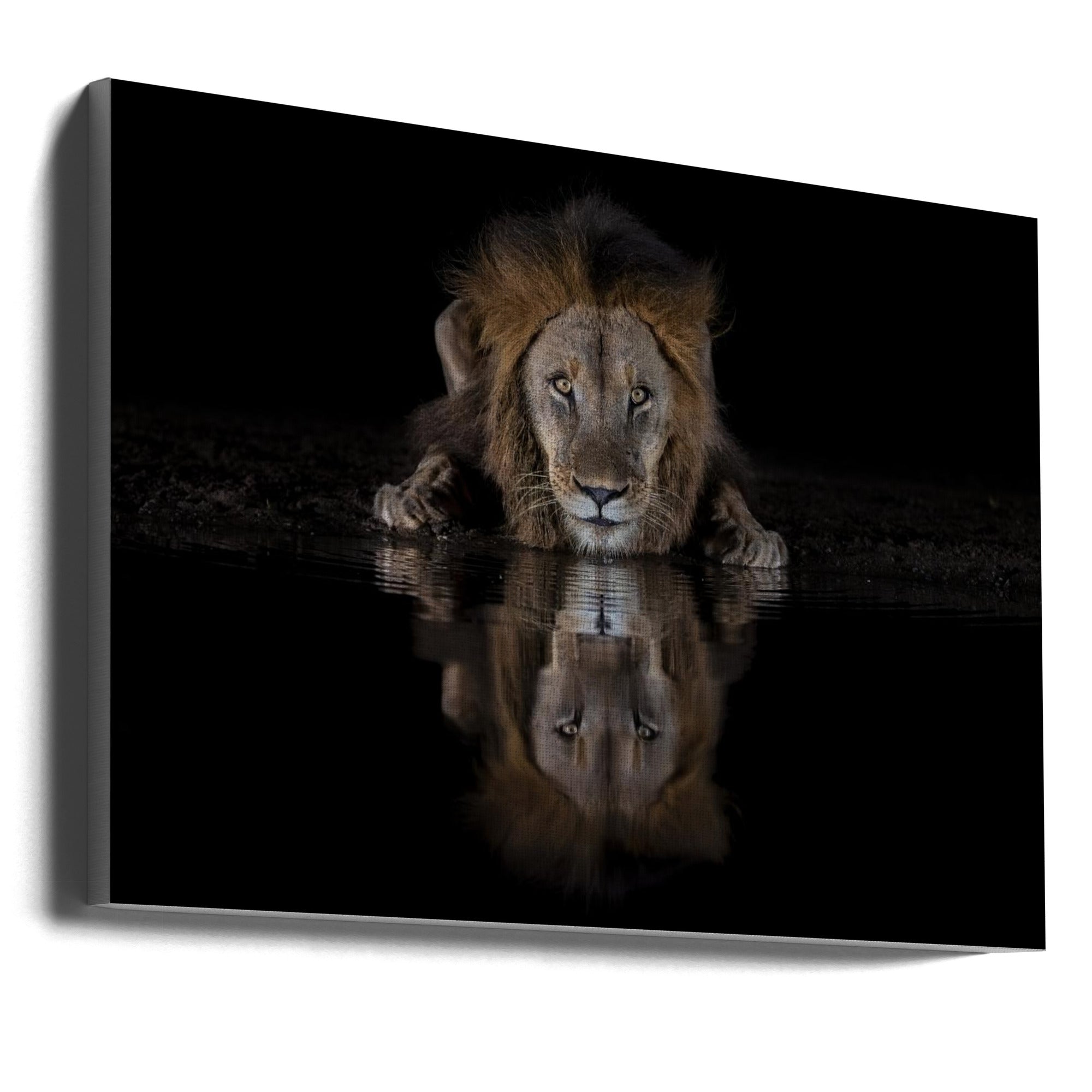 Wall art A Lion at The Night-canvas-DECOROLALA