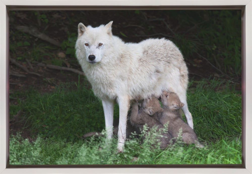 Wall art Arctic Wolves - Remus and Romulus-Canvas Print-DECOROLALA