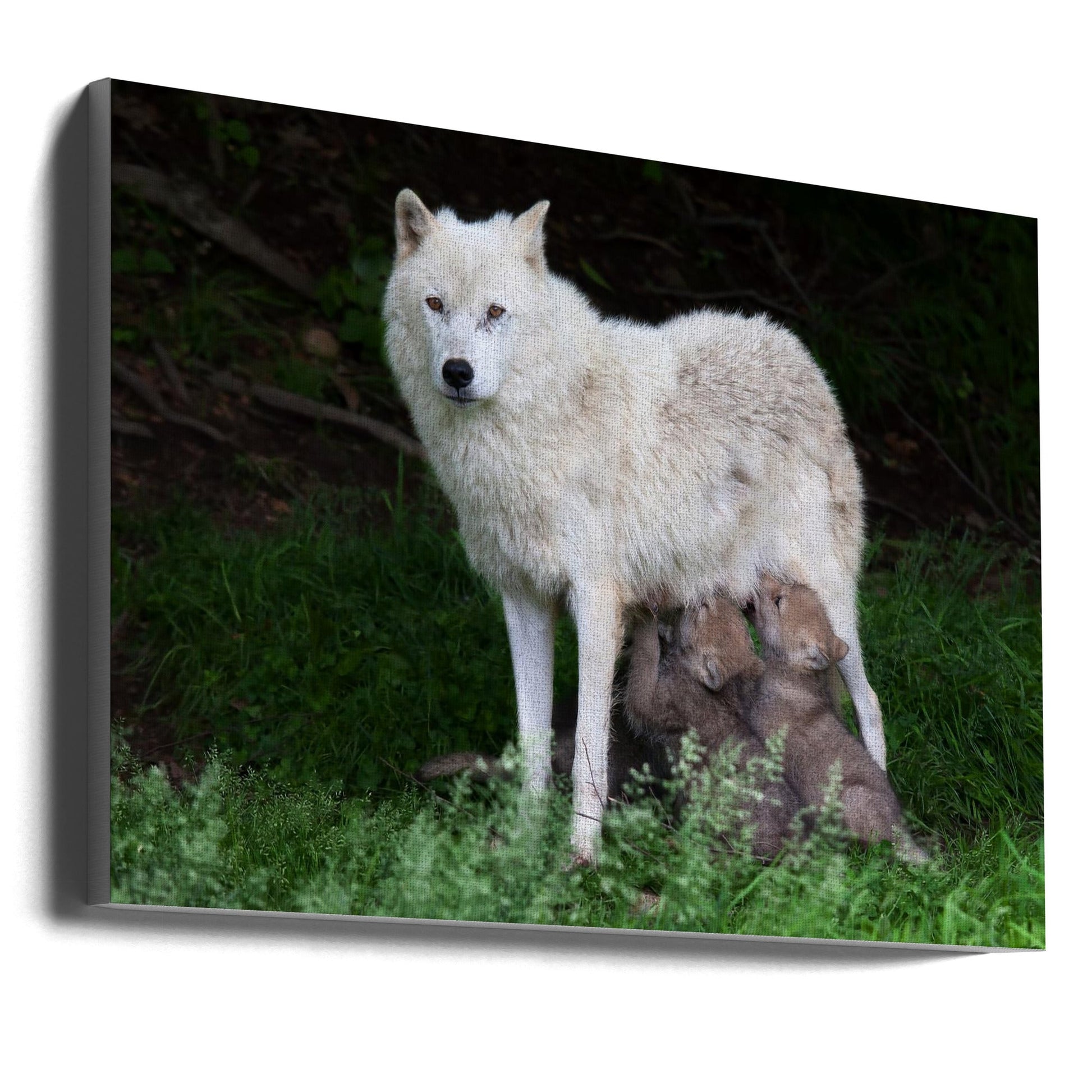 Wall art Arctic Wolves - Remus and Romulus-Canvas Print-DECOROLALA