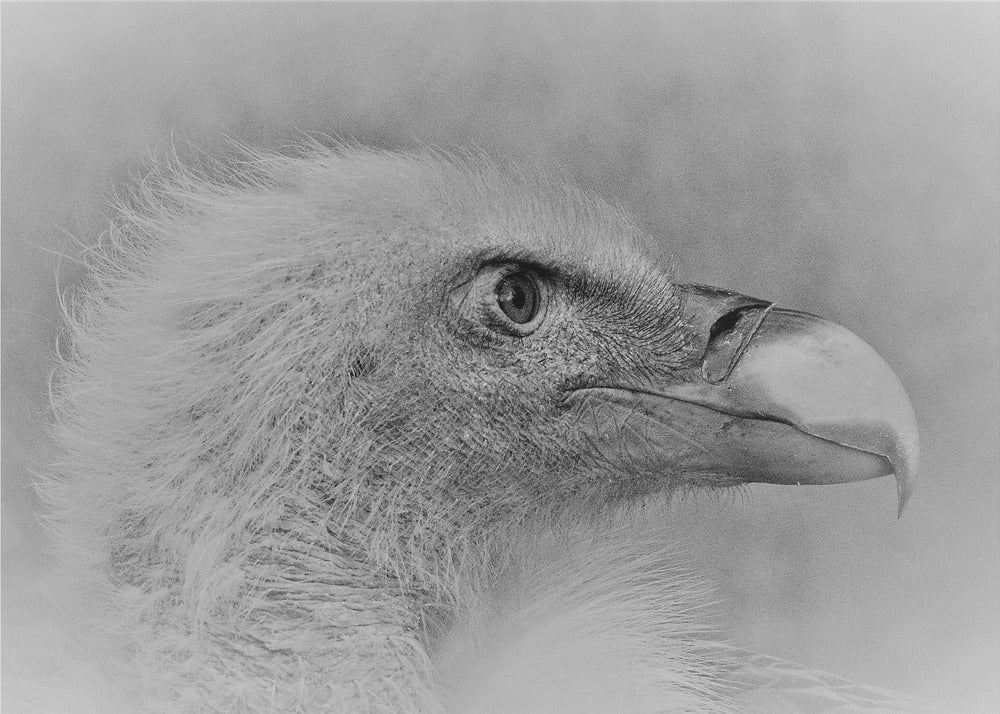 Wall art Bald eagle-Canvas Print-DECOROLALA