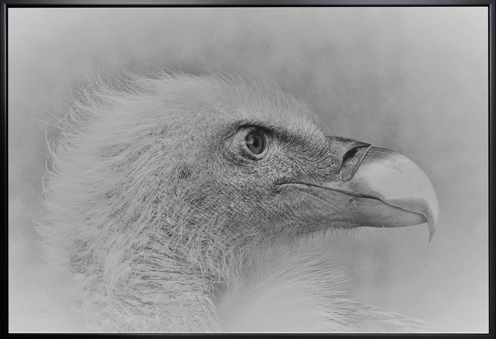 Wall art Bald eagle-Canvas Print-DECOROLALA