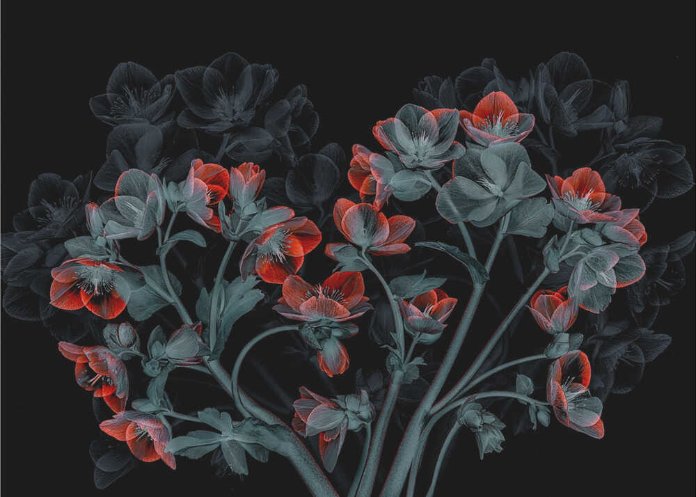 Wall art Beautiful Hellebores-Canvas Print-DECOROLALA