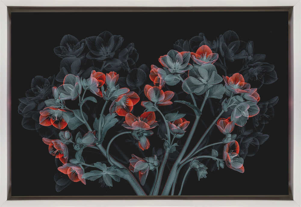 Wall art Beautiful Hellebores-Canvas Print-DECOROLALA