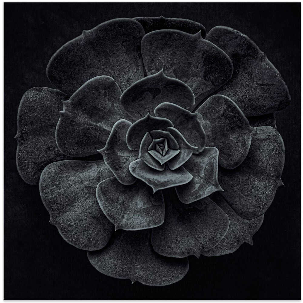 Wall art Cactus flower-Canvas Print-DECOROLALA