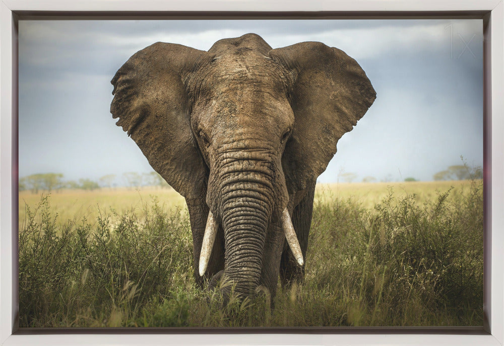 Wall art Encounters in Serengeti. Elephant-Canvas Print-DECOROLALA