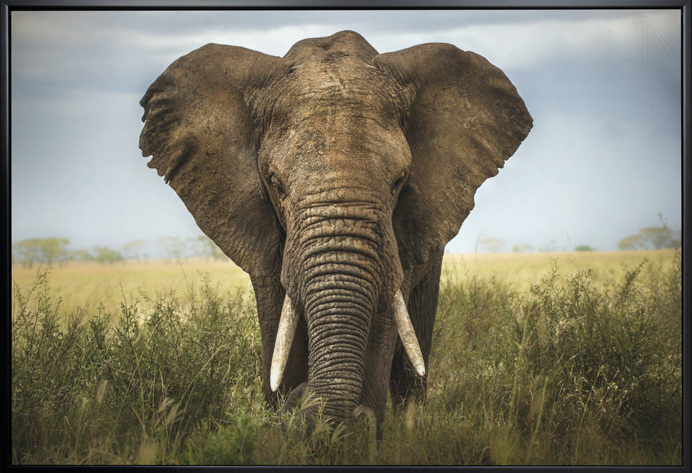 Wall art Encounters in Serengeti. Elephant-Canvas Print-DECOROLALA