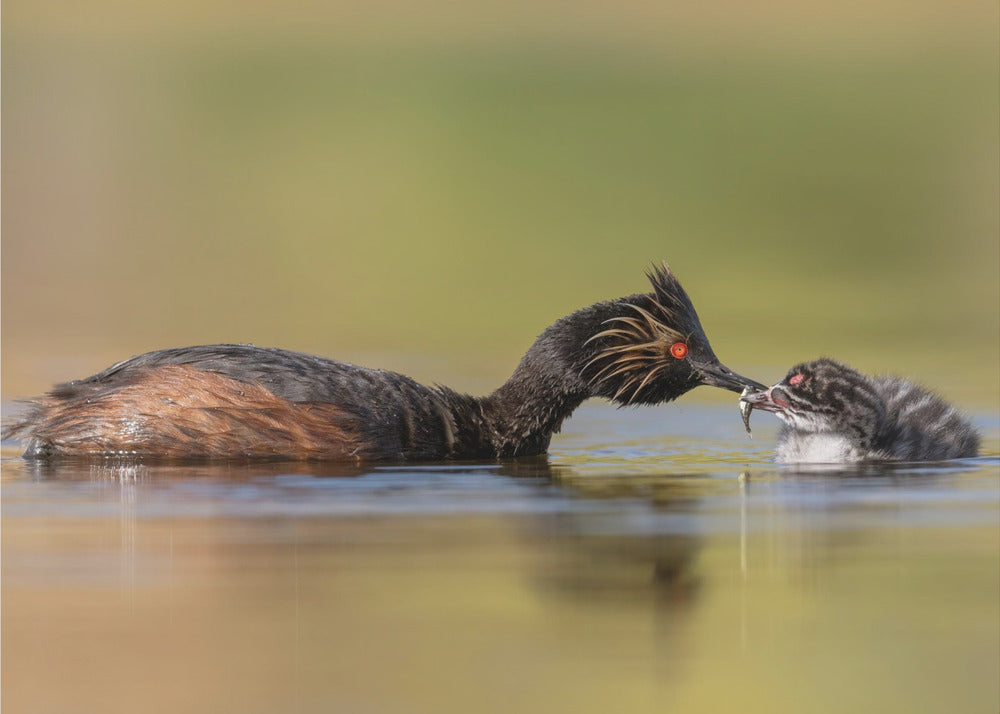 Wall art Feeding-Canvas Print-DECOROLALA
