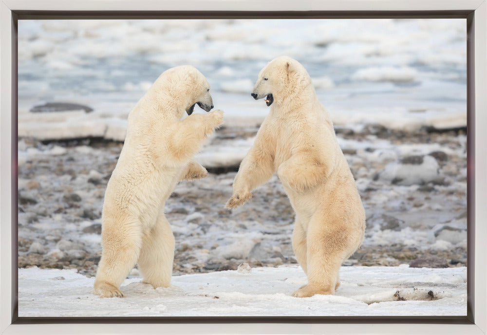 Wall art Fight !-Canvas Print-DECOROLALA
