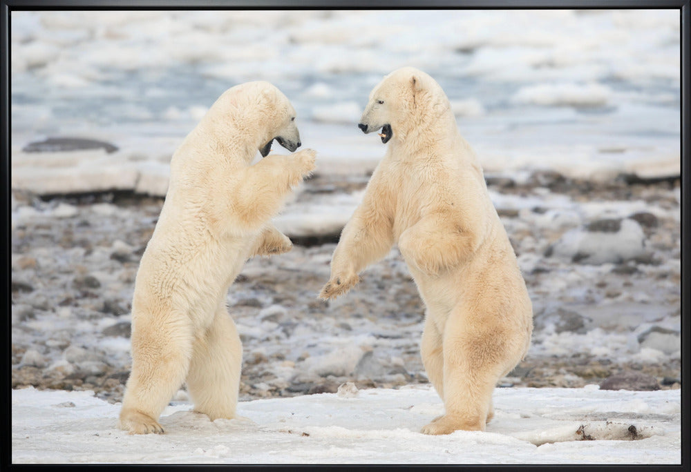 Wall art Fight !-Canvas Print-DECOROLALA
