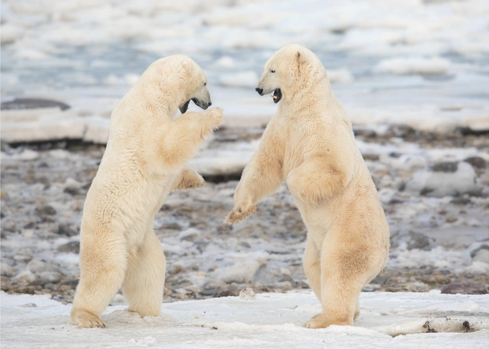 Wall art Fight !-Canvas Print-DECOROLALA