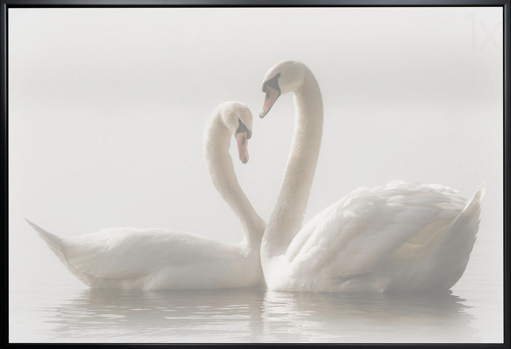 Wall art Forever. Swam-Canvas Print-DECOROLALA