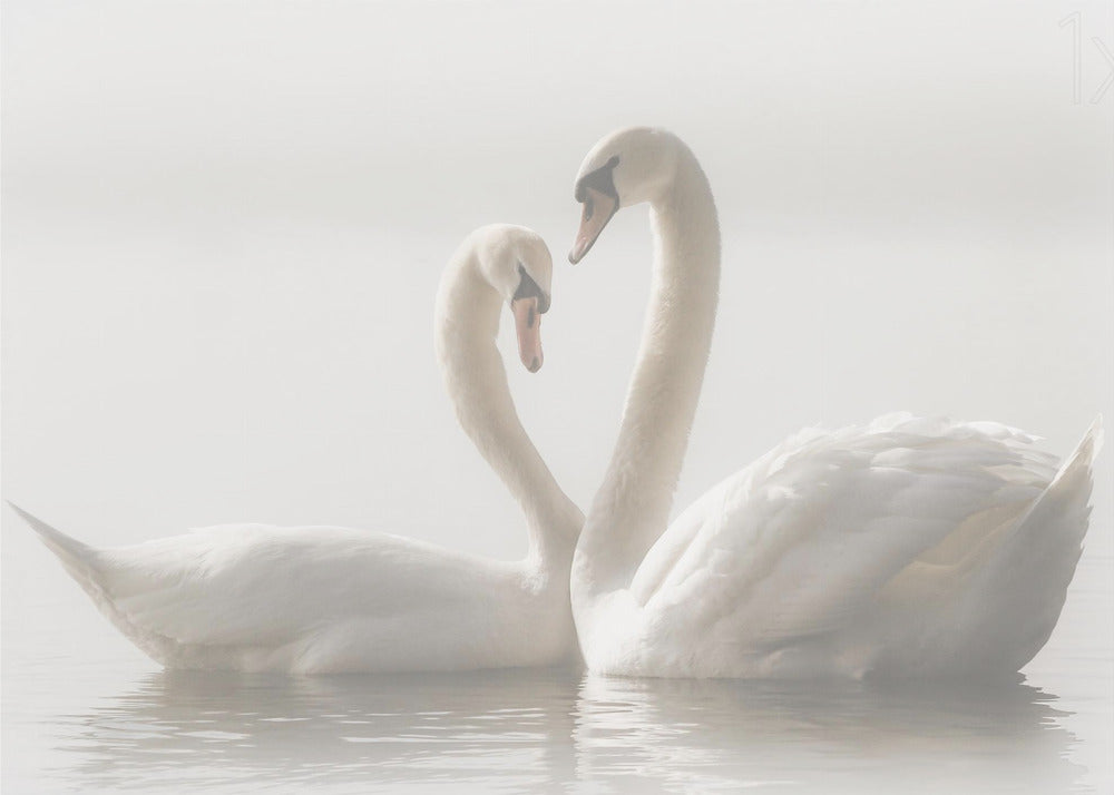 Wall art Forever. Swam-Canvas Print-DECOROLALA