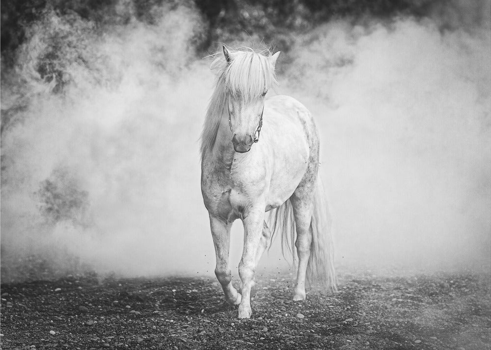 Wall art Icelandic pony-Canvas Print-DECOROLALA