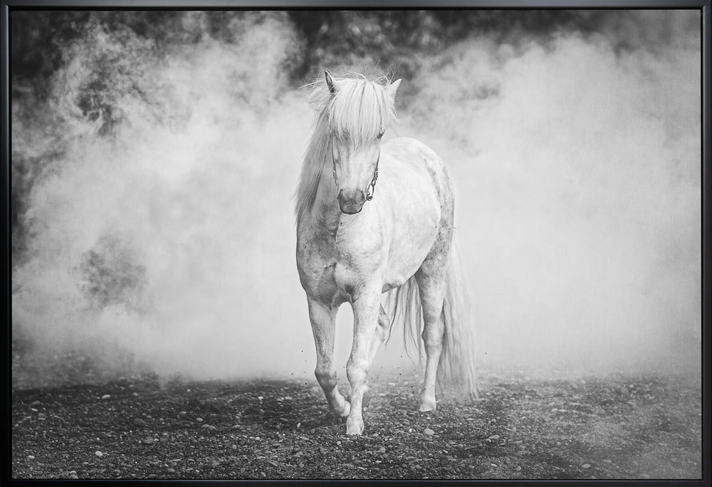 Wall art Icelandic pony-Canvas Print-DECOROLALA