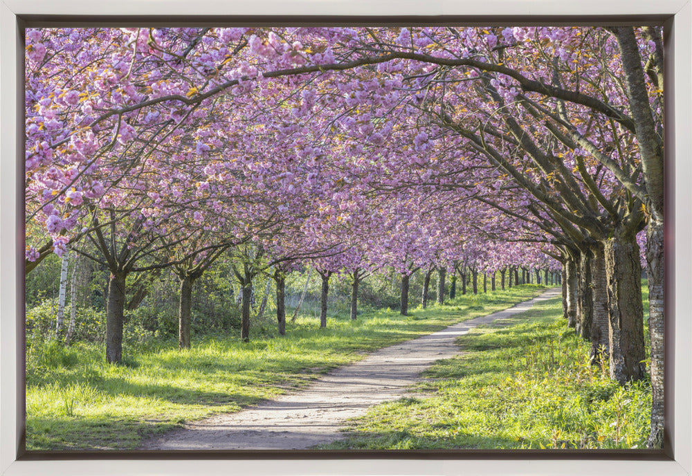 Wall art Idyllic cherry blossom alley-canvas-DECOROLALA