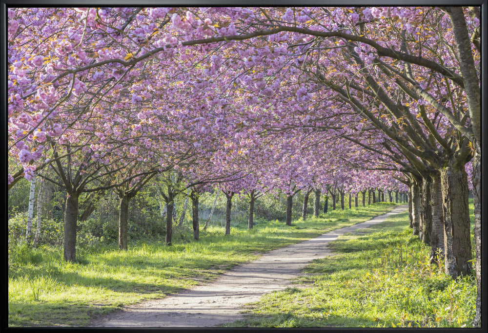 Wall art Idyllic cherry blossom alley-canvas-DECOROLALA