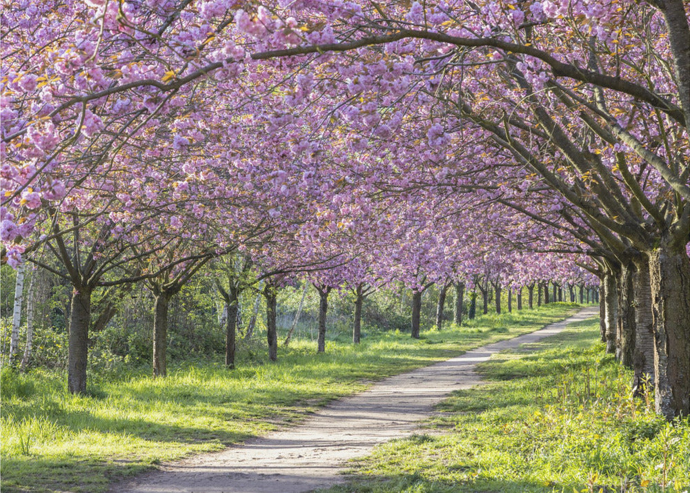 Wall art Idyllic cherry blossom alley-canvas-DECOROLALA