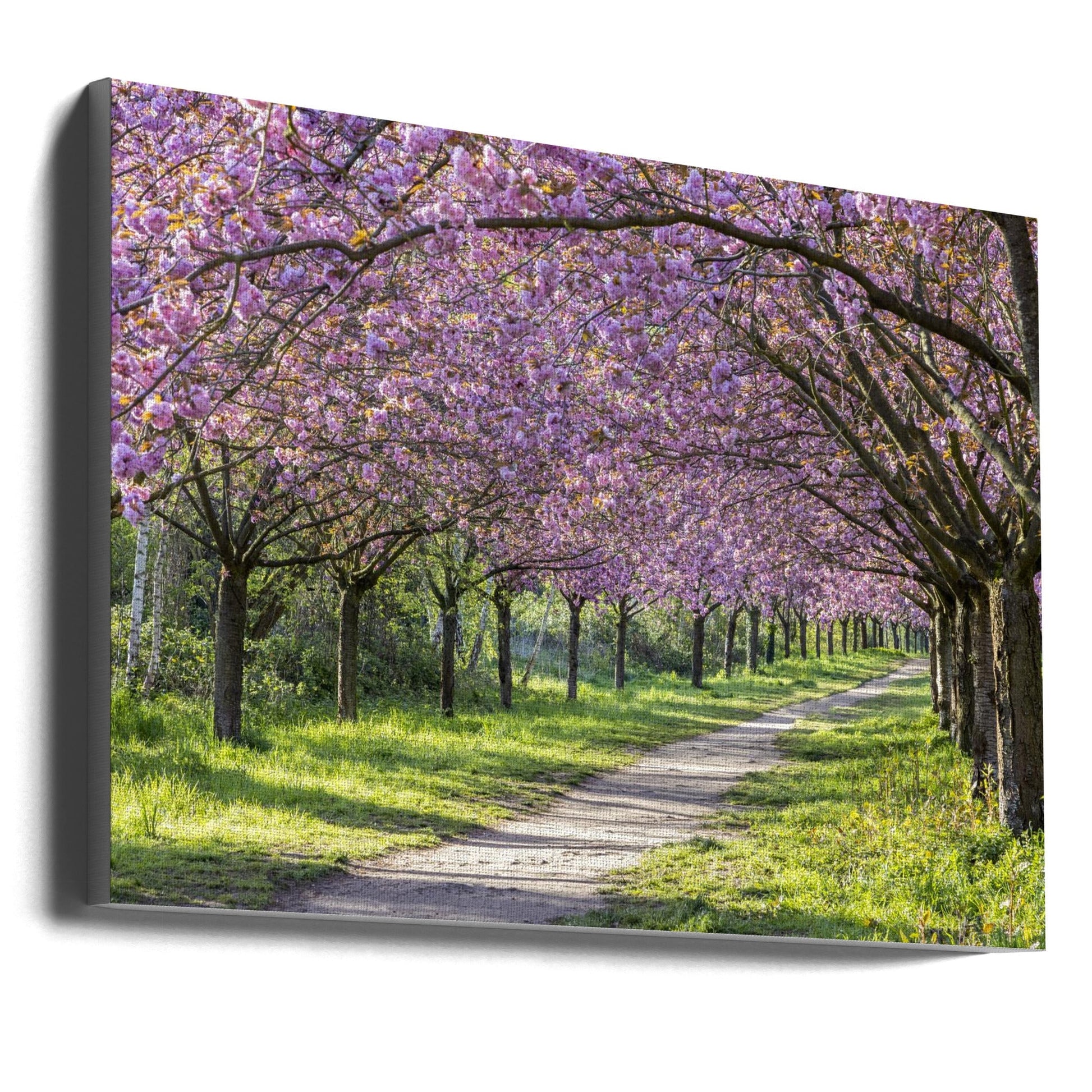 Wall art Idyllic cherry blossom alley-canvas-DECOROLALA