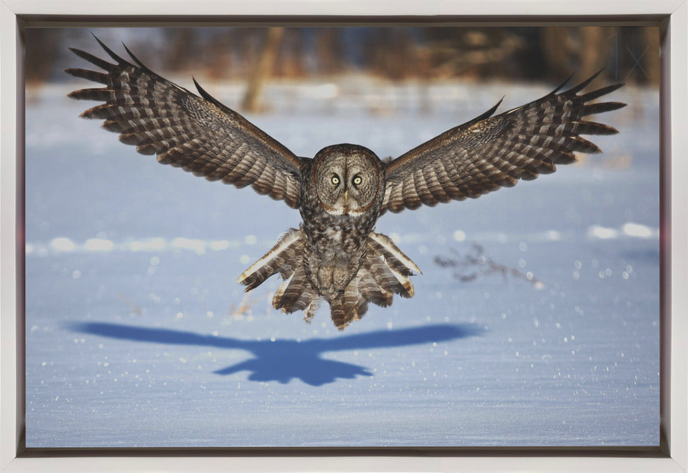 Wall art In your face - Great Grey Owl-Canvas Print-DECOROLALA