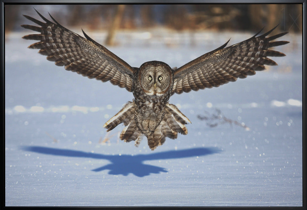 Wall art In your face - Great Grey Owl-Canvas Print-DECOROLALA