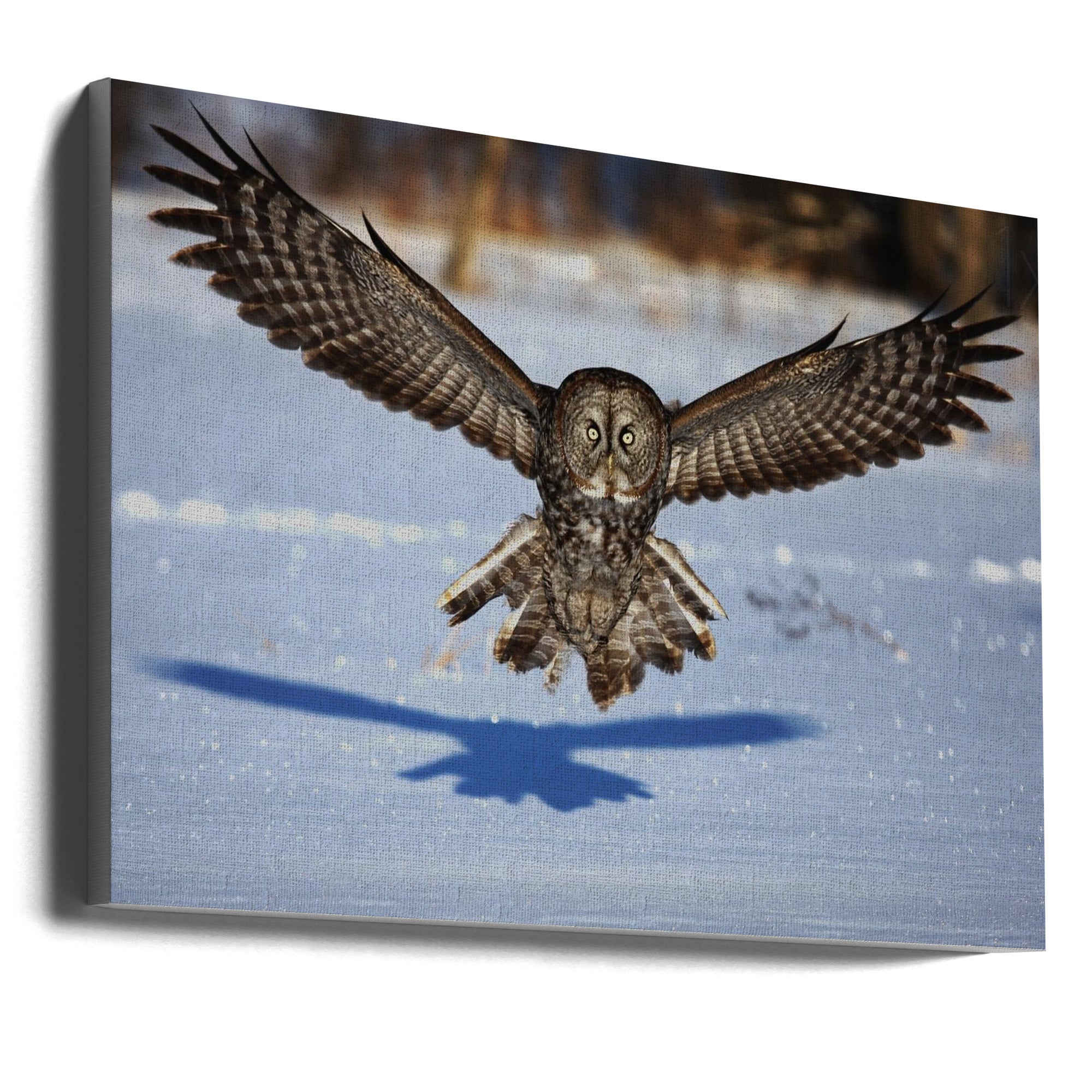 Wall art In your face - Great Grey Owl-Canvas Print-DECOROLALA