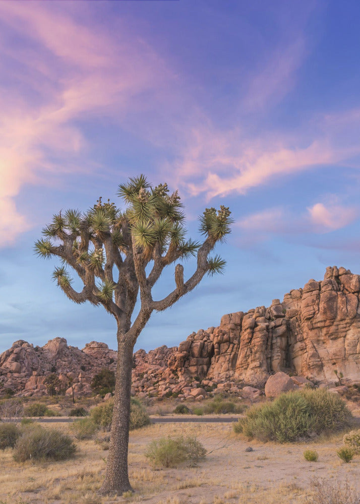 Wall art Joshua Tree Evening Atmosphere-canvas-DECOROLALA