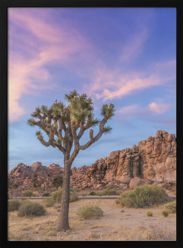 Wall art Joshua Tree Evening Atmosphere-canvas-DECOROLALA