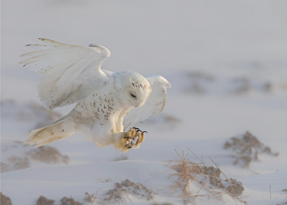 Wall art Landing-Canvas Print-DECOROLALA