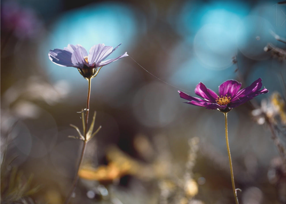 Wall art Le lien-Canvas Print-DECOROLALA