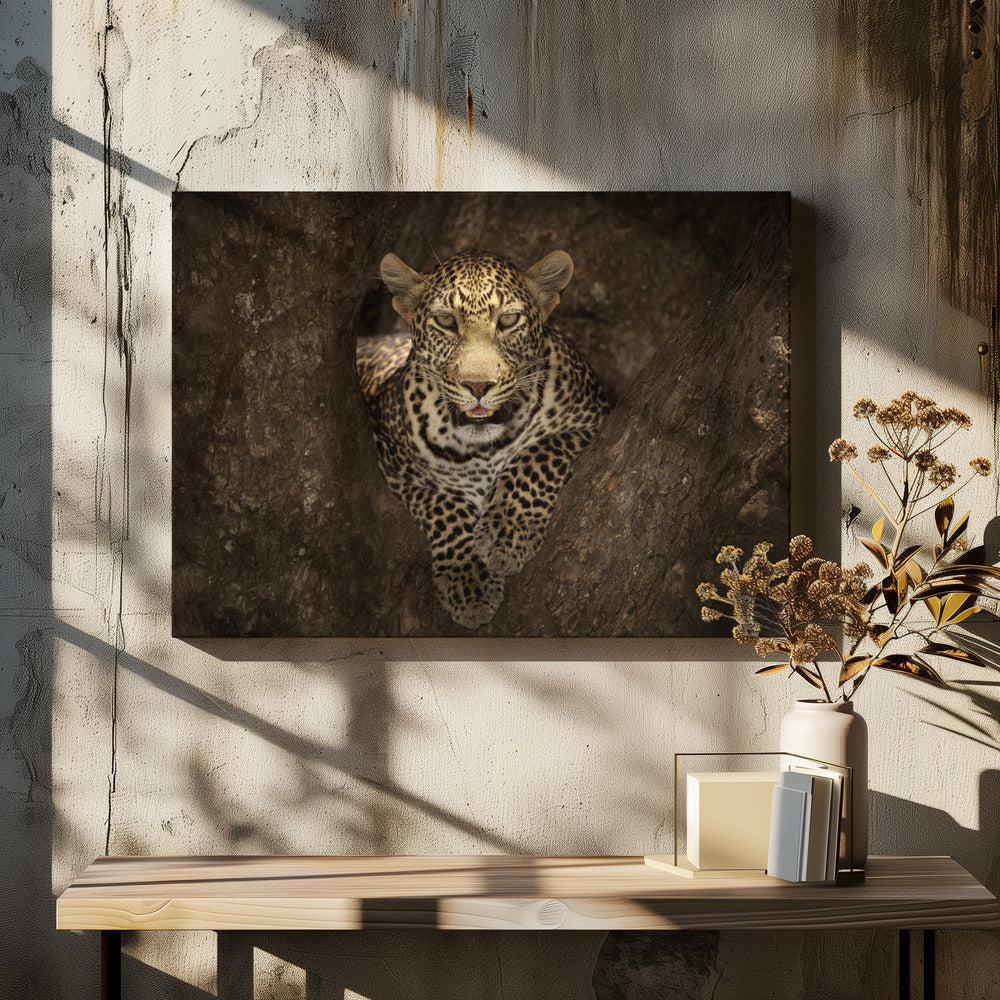 Wall art Leopard Resting on a Tree at Masai Mara-Canvas Print-DECOROLALA