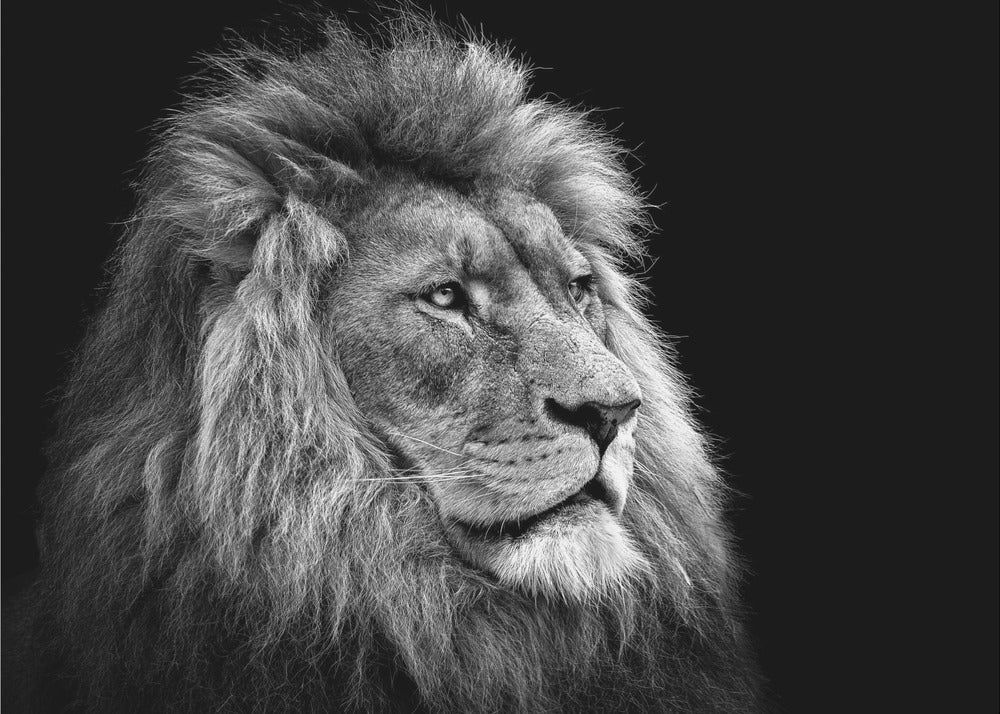 Wall art Lion-canvas-DECOROLALA