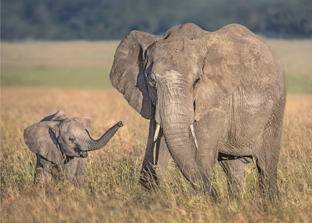 Wall art Mom elephant with calf-Canvas Print-DECOROLALA