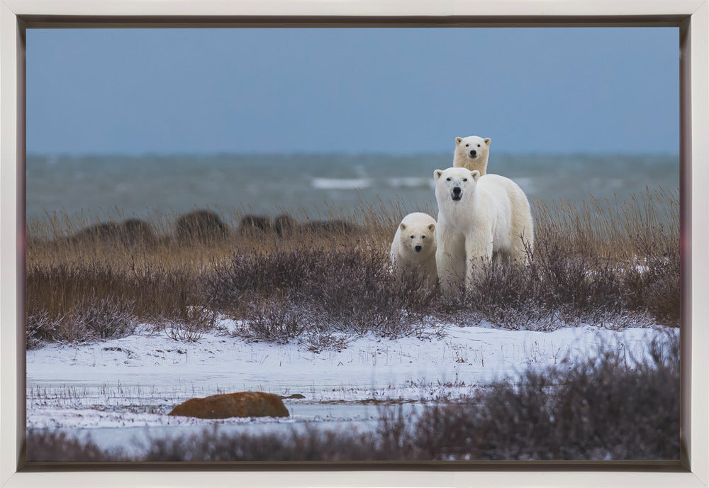 Wall art Mother bear with cubs, Hudson bay in the background-Canvas Print-DECOROLALA
