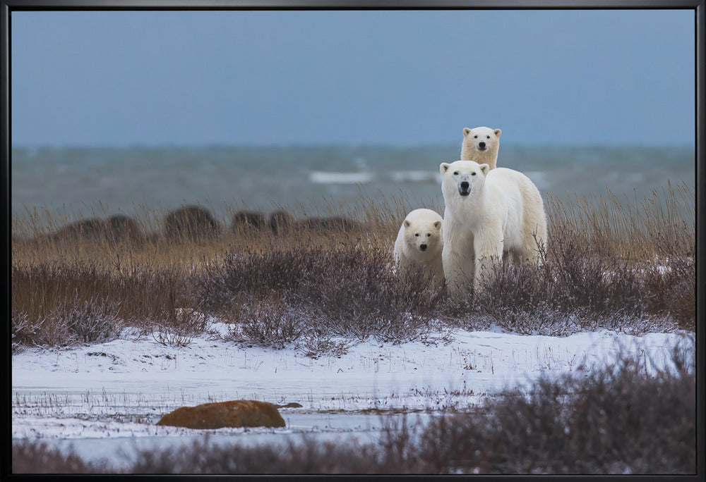 Wall art Mother bear with cubs, Hudson bay in the background-Canvas Print-DECOROLALA