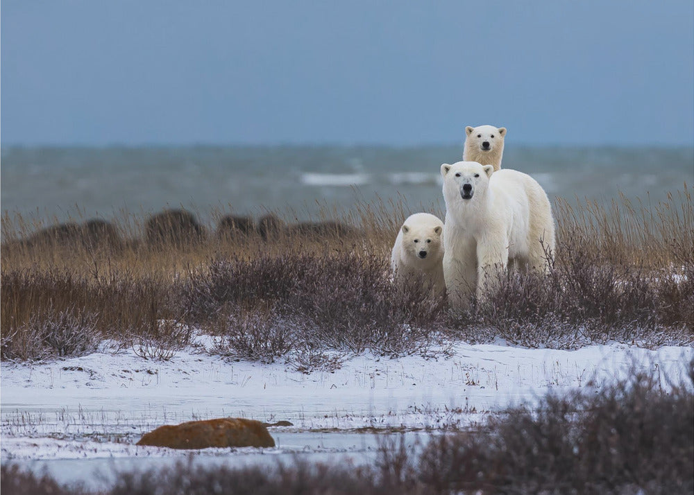 Wall art Mother bear with cubs, Hudson bay in the background-Canvas Print-DECOROLALA