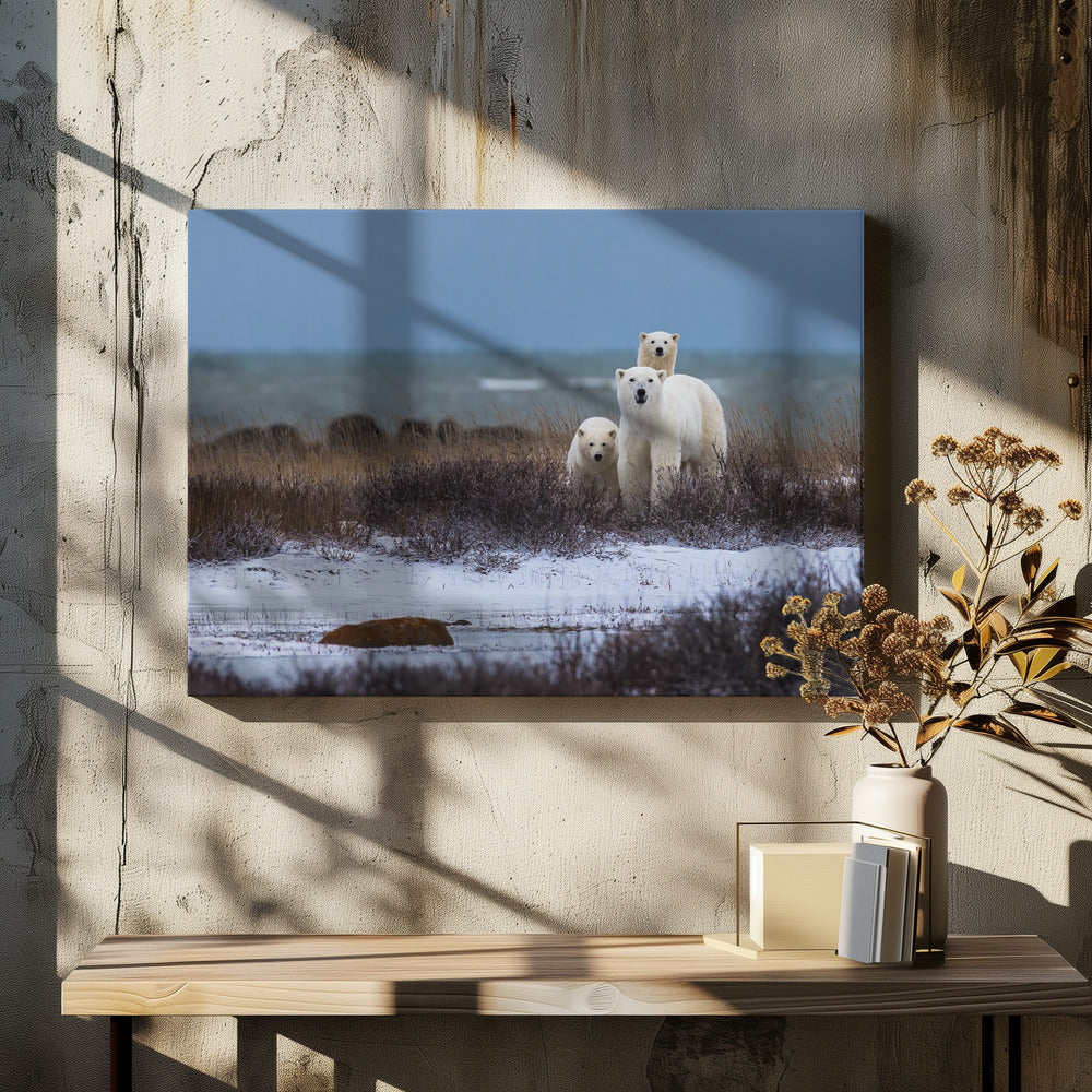 Wall art Mother bear with cubs, Hudson bay in the background-Canvas Print-DECOROLALA