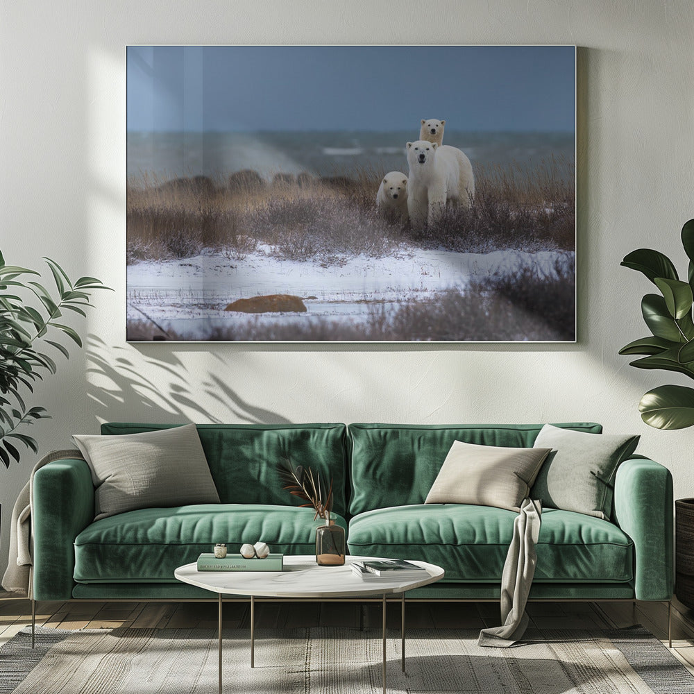 Wall art Mother bear with cubs, Hudson bay in the background-Canvas Print-DECOROLALA