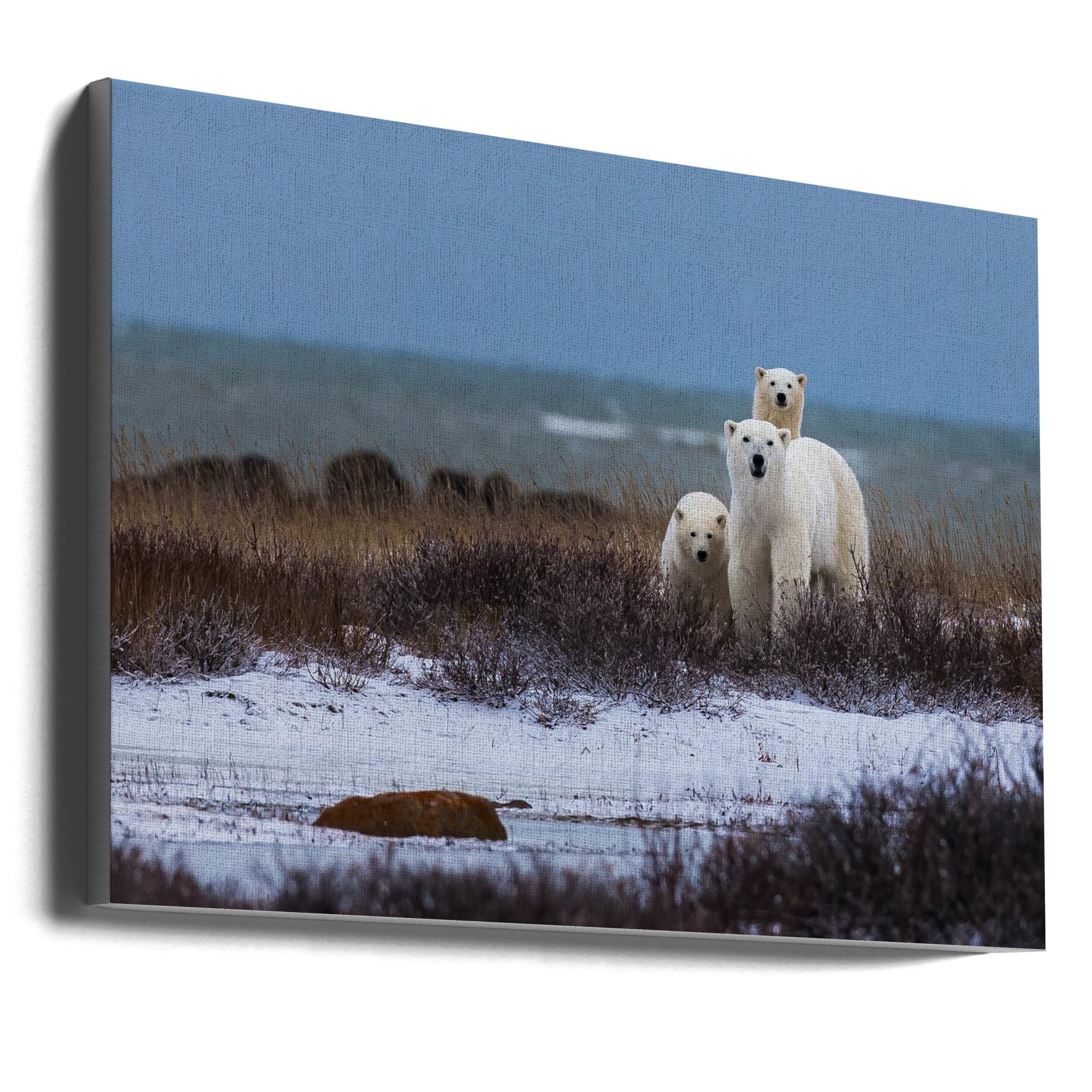 Wall art Mother bear with cubs, Hudson bay in the background-Canvas Print-DECOROLALA