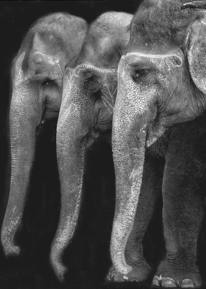 Wall art Nature\'s great masterpiece, an elephant; the only harmless great thing ...-Canvas Print-DECOROLALA