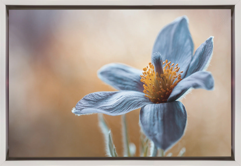 Wall art Pasque. Floral-Canvas Print-DECOROLALA